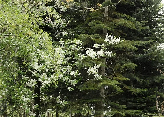 Hébergement de vacances Renovated Estate With Private